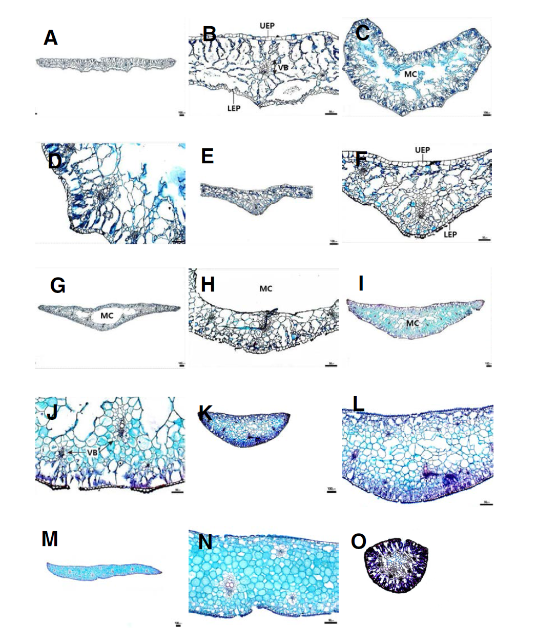 백합과 부추속 잎의 횡단면 구조(1). A-B. 달래 C-D. 산달래; E-F. 울릉산달래; G-H. 부추; I-J. 두메부추; K-L. 좀부추; M-N. A. spirale; O. A. bidentatum
