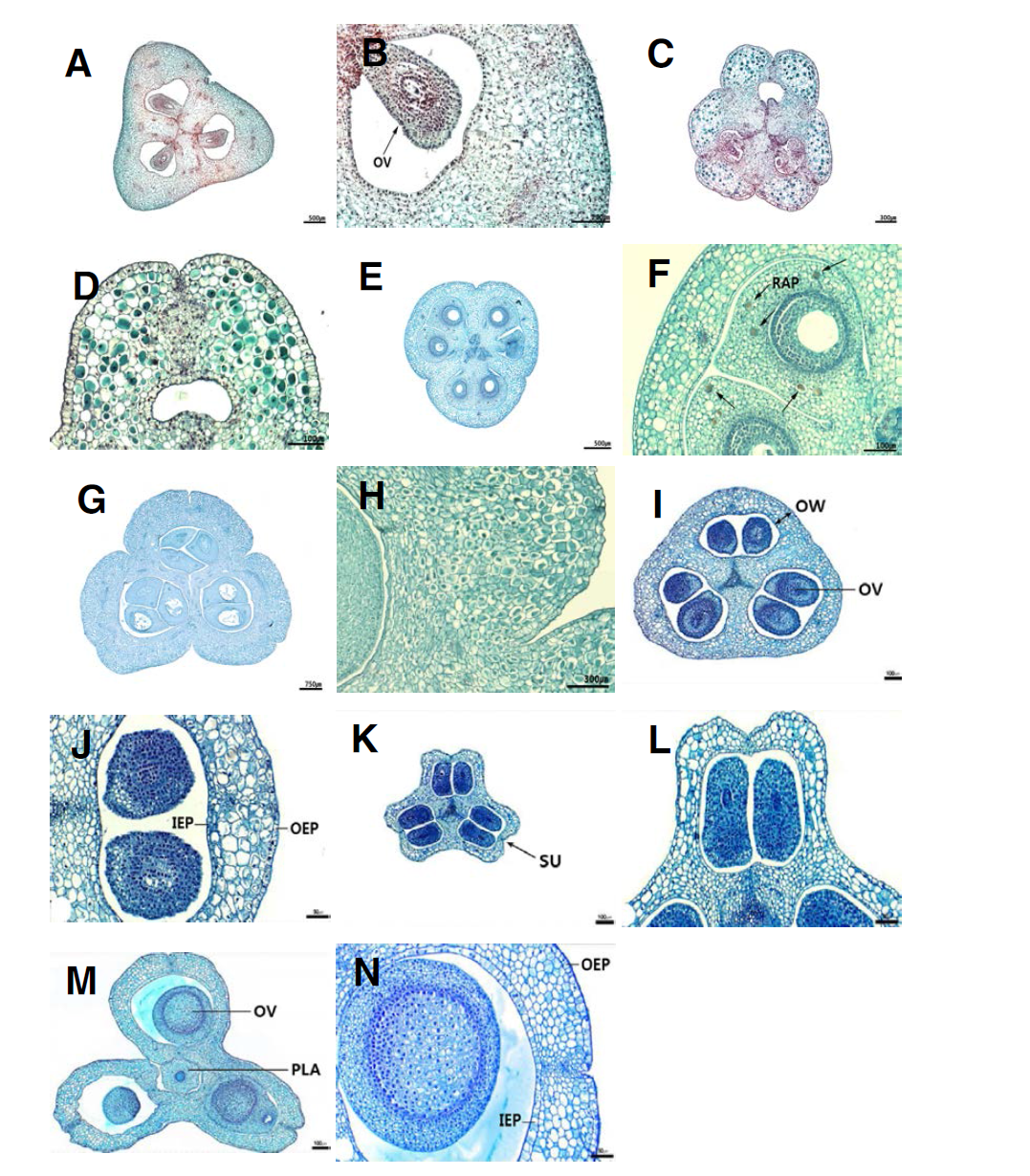 백합과 잎의 횡단면 구조(1). A-B. 얼레지; C-D. 솔나리; E-F. 자주솜대; G-H. 원추리; I-J. 달래; K-L. 산달래; M-N. 울릉산마늘