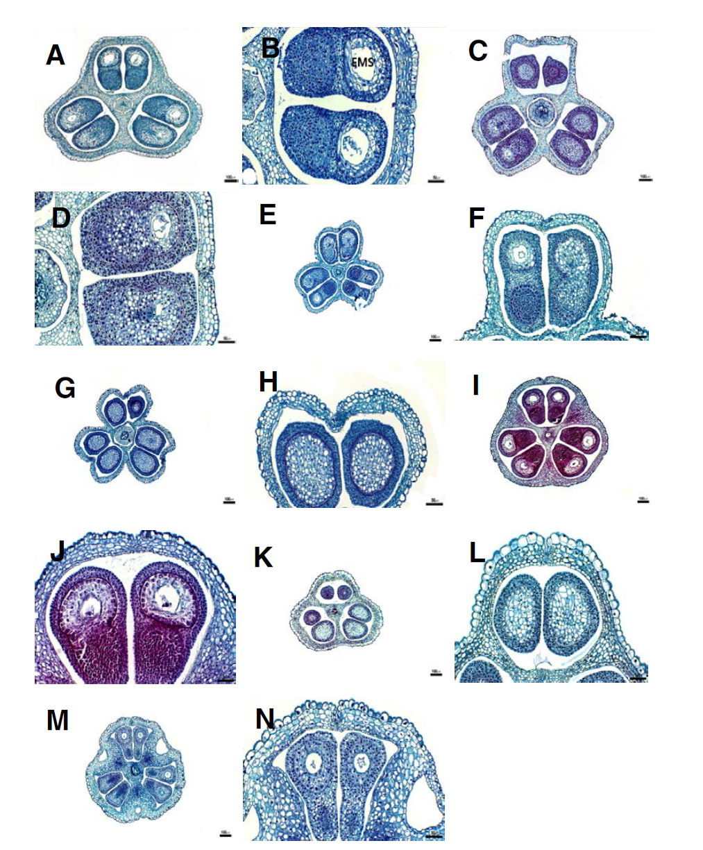 백합과 잎의 횡단면 구조(2). A-B. 부추; C-D. 두메부추; E-F. 좀부추; G-H. A. spirale; I-J. A. bidentatum; K-L. 실부추; M-N. 가는산부추