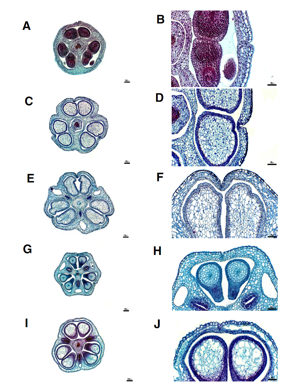 백합과 잎의 횡단면 구조(3). A-B. A. neriniflorum; C-D. 노랑부추; E-F. 산부추; G-H. 산파; I-J. A. schoenoprasum