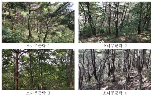 퇴적암지대(자암산) 소나무군락