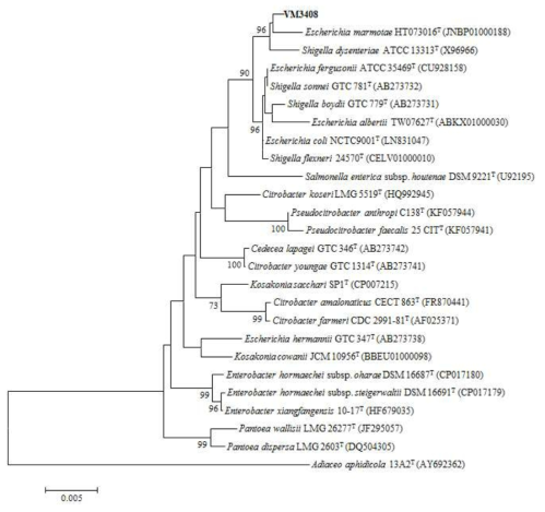 멸종위기동물 장내 발굴종 VM3408의 계통수