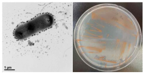 방사선 내성 Methylobacterium 속 발굴종 17Sr1-28의 전자현미경과 배양체 사진