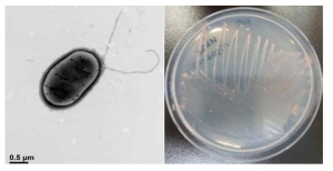 방사선 내성 Methylobacterium 속 발굴종 17SD2-17의 전자현미경과 배양체 사진