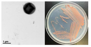 방사선 내성 Deinococcus 속 발굴종 17bor-2의 전자현미경과 배양체 사진