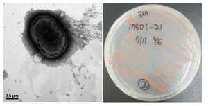 방사선 내성 Deinococcus 속 발굴종 17SD2_21의 전자현미경과 배양체 사진