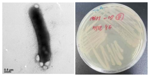 방사선 내성 Domibacillus 속 발굴종 17Sr1_17의 전자현미경과 배양체 사진