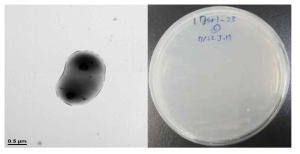 방사선 내성 Methylobacterium 속 발굴종 17Sr1_23의 전자현미경과 배양체 사진