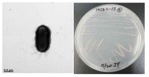 방사선 내성 Methylobacterium 속 발굴종 17SD2_13의 전자현미경과 배양체 사진