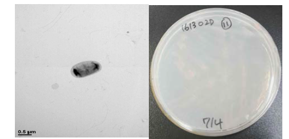 방사선 내성 Microvirga 속 발굴종 16B02D의 전자현미경과 배양체 사진