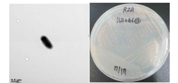 방사선 내성 Oxalicibacterium 속 발굴종 16B04G의 전자현미경과 배양체 사진