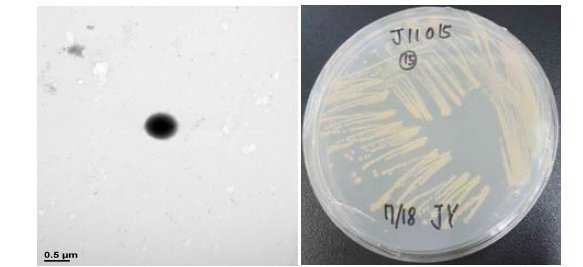 방사선 내성 Calidifontibacter 속 발굴종 J11015의 전자현미경과 배양체 사진