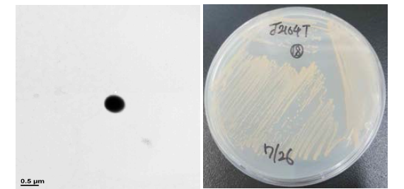방사선 내성 Exiguobacterium 속 발굴종 J21014T의 전자현미경과 배양체 사진