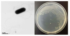방사선 내성 Lysinibacillus 속 발굴종 17J49-9의 전자현미경과 배양체 사진
