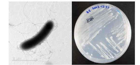 호산성 Paenibacillus 속 발굴종 h2의 전자현미경과 배양체 사진