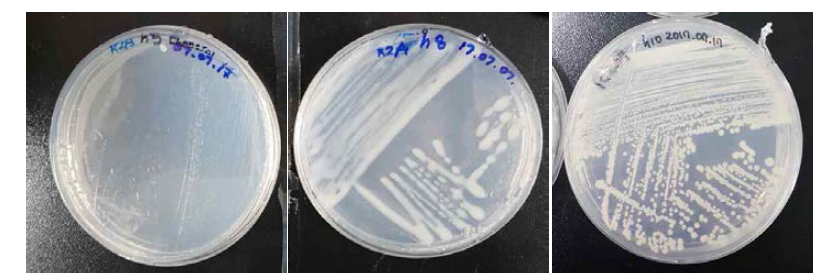 호산성 Bacillus 속 발굴종 h5, 8, 10의 배양체 사진