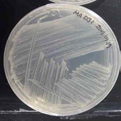 호염성 Bacillus 속 발굴종 DJ1의 배양체 사진