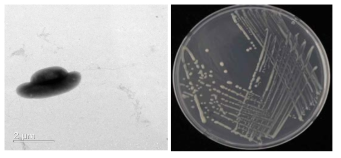 이탄층 Pseudomonas속 발굴종 R-2-1의 전자현미경과 배양체 사진