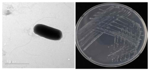 이탄층 Arthrobacter속 발굴종 A-3-5의 전자현미경과 배양체 사진