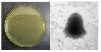 멸종위기 동물 안데스콘도르 장내 Glutamicibacter 속 신발굴종 VT2504의 배양체 사진