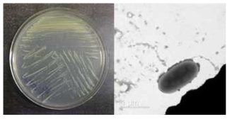 멸종위기 동물 안데스콘도르 장내 Arthrobacter 속 신발굴종 VM2501의 배양체 사진