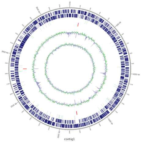 Brachybacterium sp. VR2415T의 유전체 지도 (contig 1)