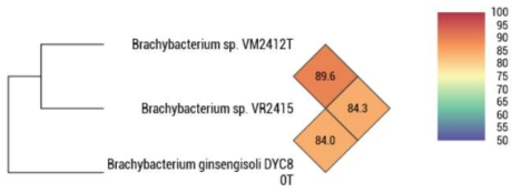 OrthoANI을 통한 멸종 위기 동물 장내 신종 후보종 Brachybacterium sp. VM2412과 VR2415, 최근연종 B. ginsengsoli DYC80T의 유전 정보 비교를 이용한 phylogenetic tree