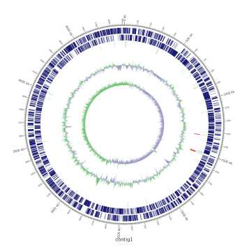 Ketobacter alkanivorans GI5T의 유전체 지도