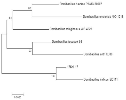 방사선 내성 Domibacillus 속 발굴종 17Sr1_17의 계통수