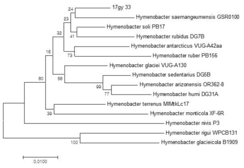 방사선 내성 Hymenobacter 속 발굴종 17gy_33의 계통수