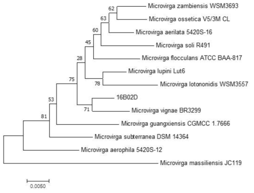 방사선 내성 Microvirga 속 발굴종 16B02D의 계통수