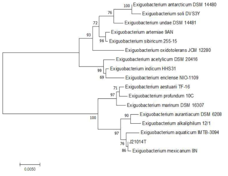 방사선 내성 Exiguobacterium 속 발굴종 J21014T의 계통수
