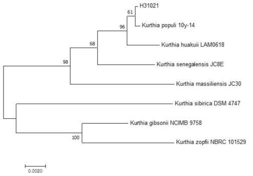 방사선 내성 Kurthia 속 발굴종 H31021의 계통수