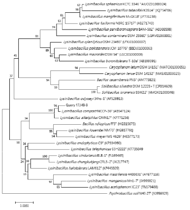 방사선 내성 Lysinibacillus 속 발굴종 17J49-9의 계통수