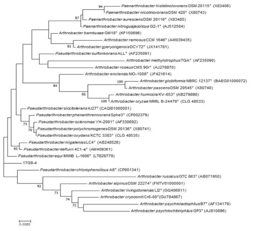 방사선 내성 Pseudarthrobacter 속 발굴종 17G9-4 의 계통수