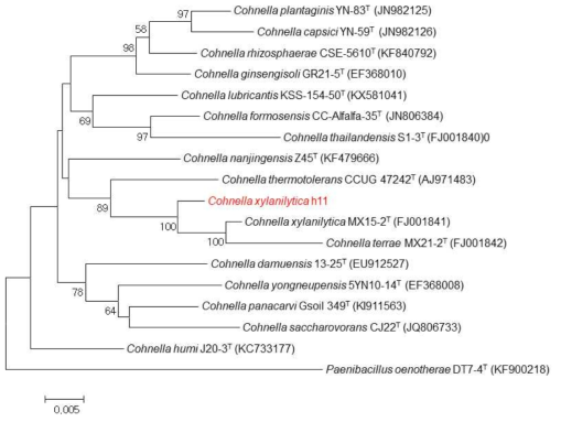 호산성 Cohnella 속 발굴종 h11의 계통수