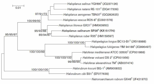 호염성 Haloplanus 속 발굴종 SP28의 계통수