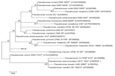 이탄층 Pseudomonas속 발굴종 R-1-4의 계통수