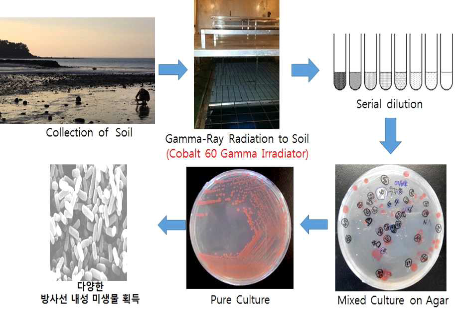 방사선 조사를 통한 다양한 미생물 분리/발굴 과정