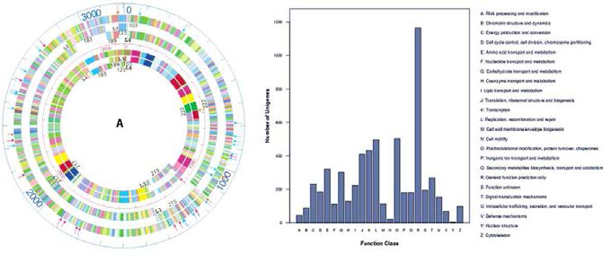 Whole genome sequencing 결과인 circular map과 각 유전자군 COG분석결과