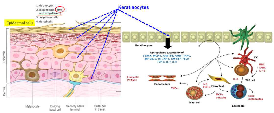 피부상피세포내 keratinocyte(왼쪽)와 keratinocyte 손상시 아토피성 반응이 촉진되는 과정 (출처: European Journal of Dermatology, 2006, Pastore S. et al. 125-131p, 저자가 구성)