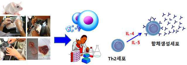 마우스 비장을 적출하여 분리한 비장세포를 이용한 Th2세포의 IL-4 및 IL- 5의 기능