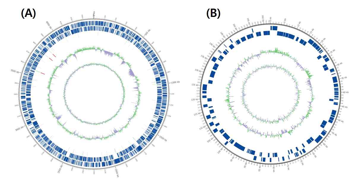 Microvirga soli 17 mud 1-3의 circular map. (A), chromosome; (B), plasmid. Marked characteristics are shown from outside to the center; CDS on forward strand, CDS on reverse strand, tRNA, rRNA, GC content and GC skew