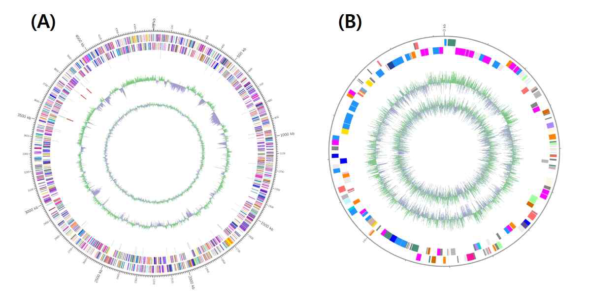 Microvirga soli 17 mud 1-3의 COG map. (A), chromosome; (B), plasmid