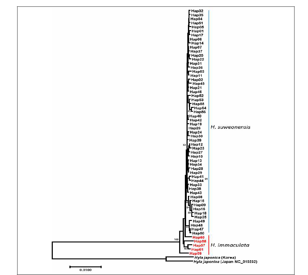 mtDNA 4개 유전자의 유합된 염기서열을 이용한 haplotype의 ML tree (HKY+G+I)). 비교 종으로 국내·외에 분포하는 청개구리를 이용하였다