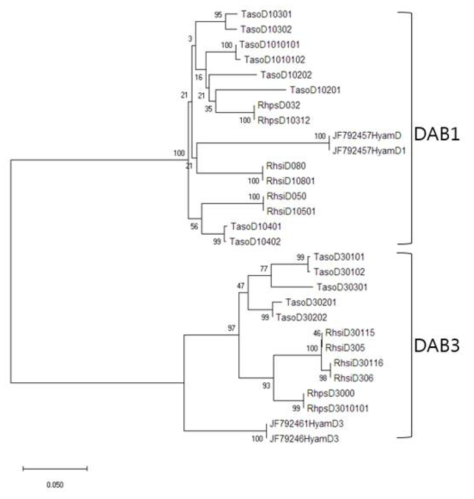 임실납자루의 MHC DAB1, DAB3 유전자 NJ tree