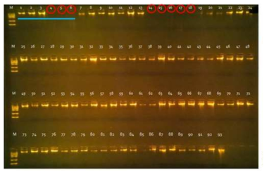 GBS 분석을 위한 남생이 DNA의 전기영동 결과. 빨간색 원으로 표시된 개체들은 DNA 질이 좋지 못해 GBS 분석에 제외된 개체들