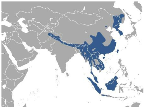 담비(Martes flavigula)의 분포(Distribution data from IUCN Red List)