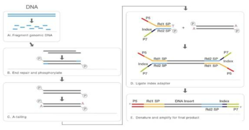 DNA 라이브러리 제작 방법(출처: Illumina 제공)