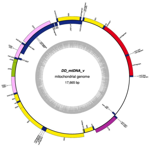연준모치 동대천(DD) 개체의 미토콘드리아 유전자 지도